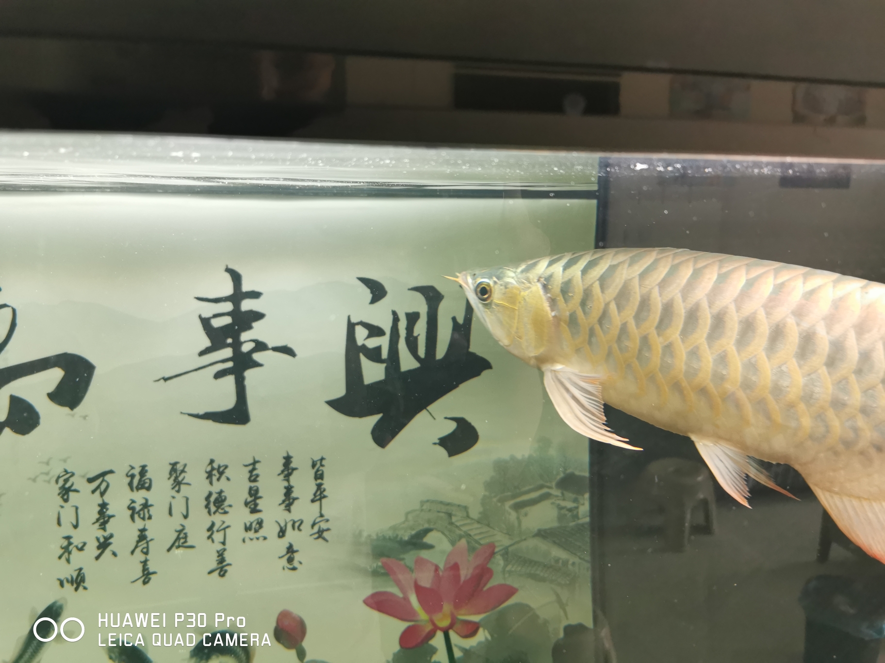 紅龍魚怎么樣