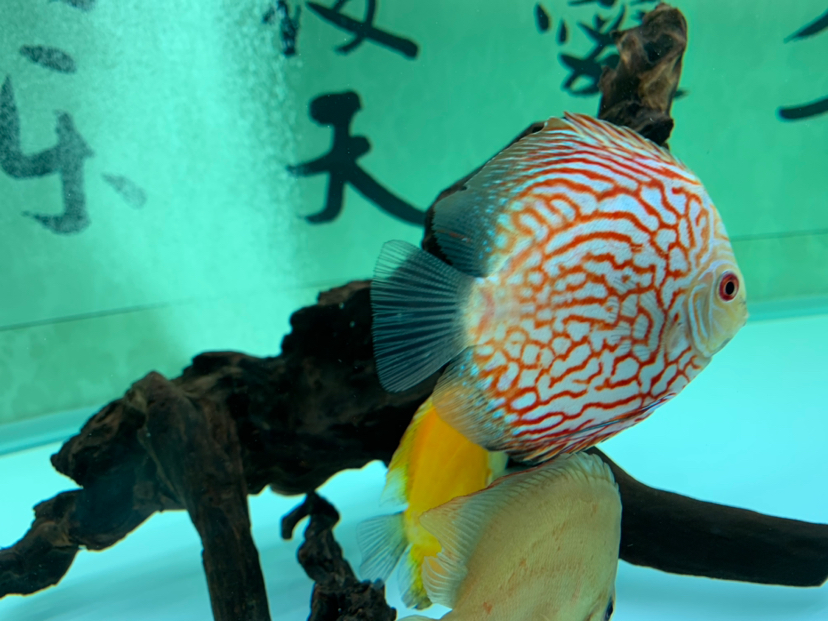 烏蘭察布水族館分享最新版1357養(yǎng)魚法 雪龍魚 第8張