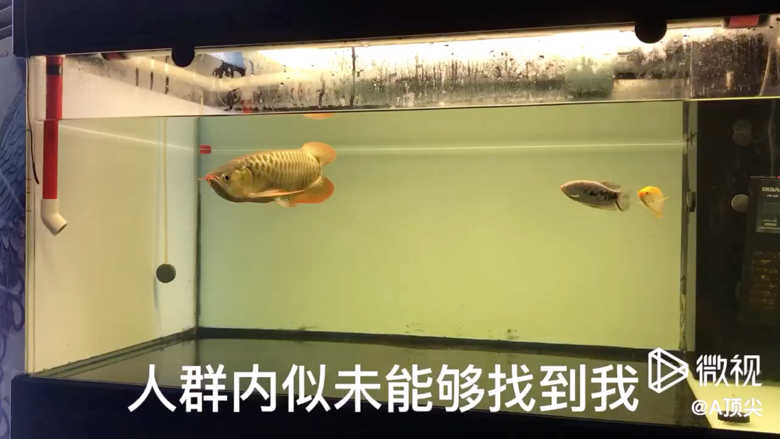 衡水水族館厚積薄發(fā) 雪龍魚 第1張