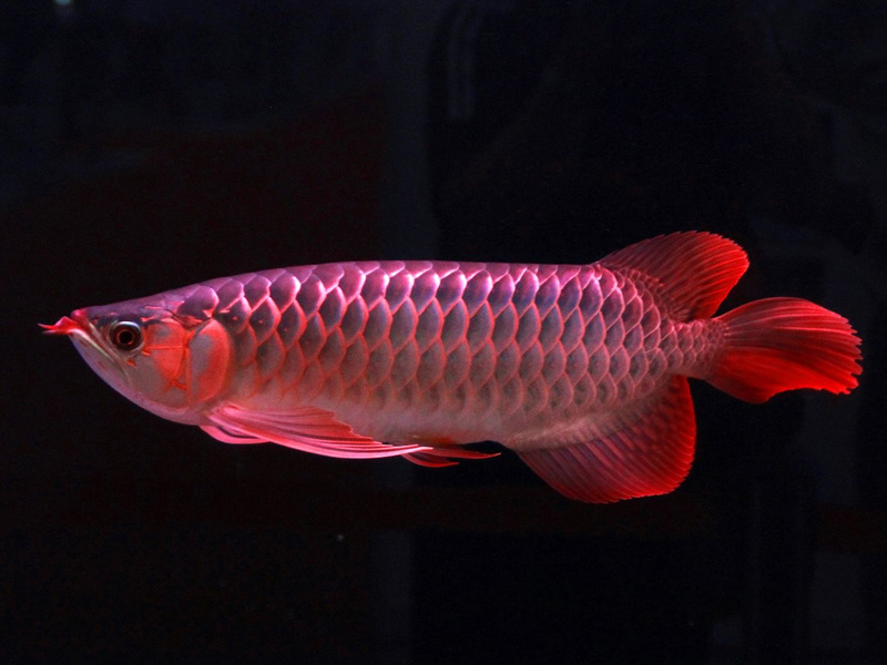 香香水族館 BD魟魚 第2張