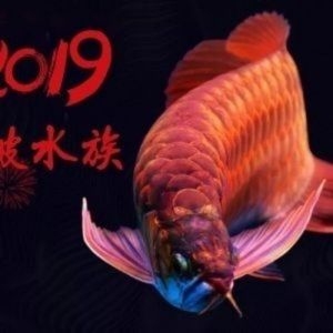 大理白族自治州水族館明晚八點(diǎn)龍魚食物搭配燈光運(yùn)用 福滿鉆魚 第2張