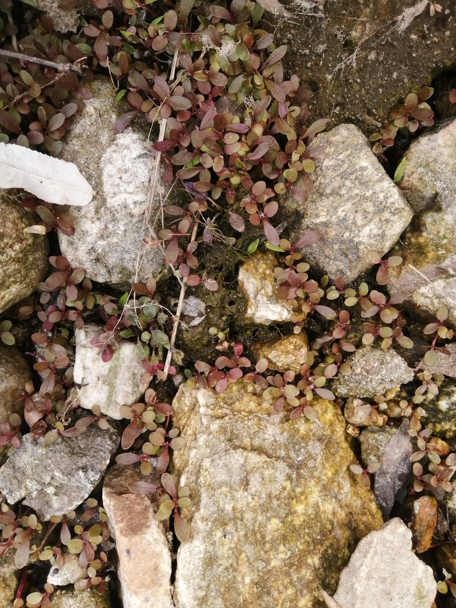 固原水族館求教這是水草嗎？ 水草 第1張