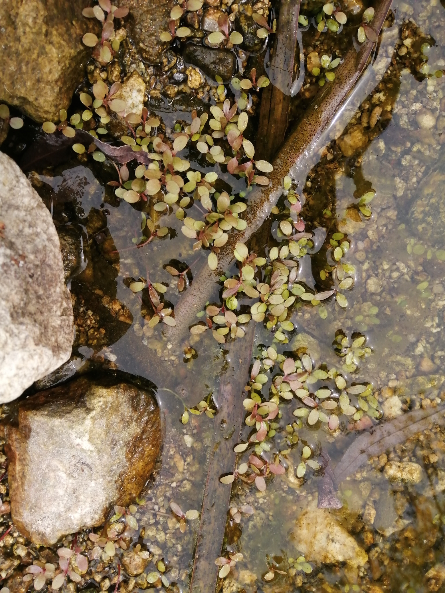 固原水族館求教這是水草嗎？ 水草 第2張