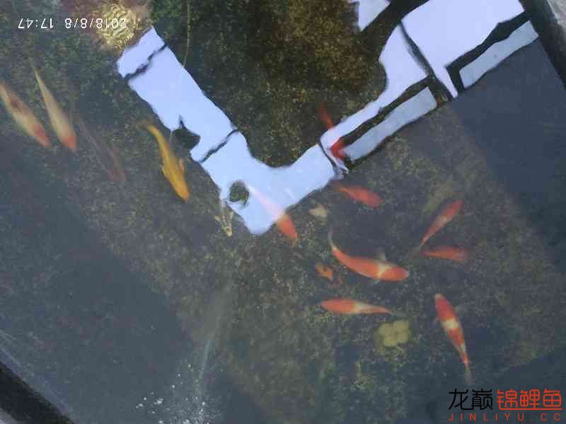 啥魚一夏天長不少