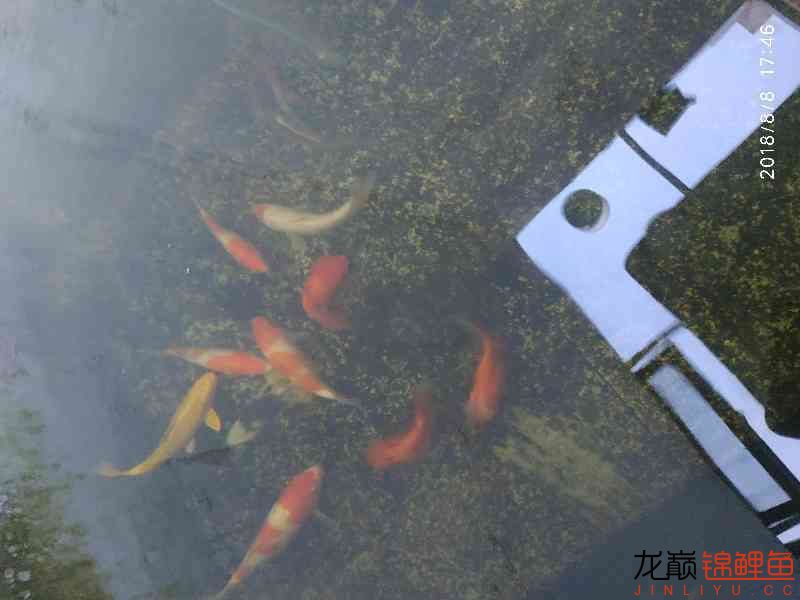 啥魚(yú)一夏天長(zhǎng)不少 紅龍專用魚(yú)糧飼料 第8張