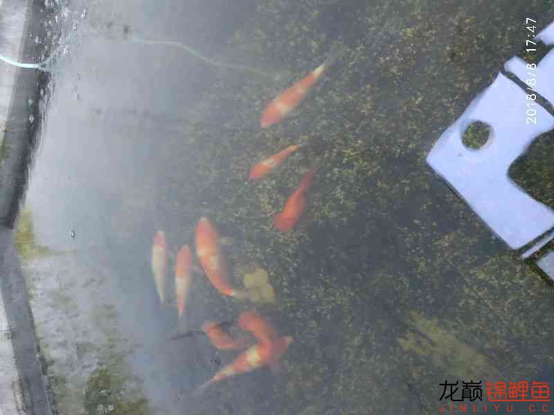 啥魚(yú)一夏天長(zhǎng)不少 紅龍專用魚(yú)糧飼料 第6張