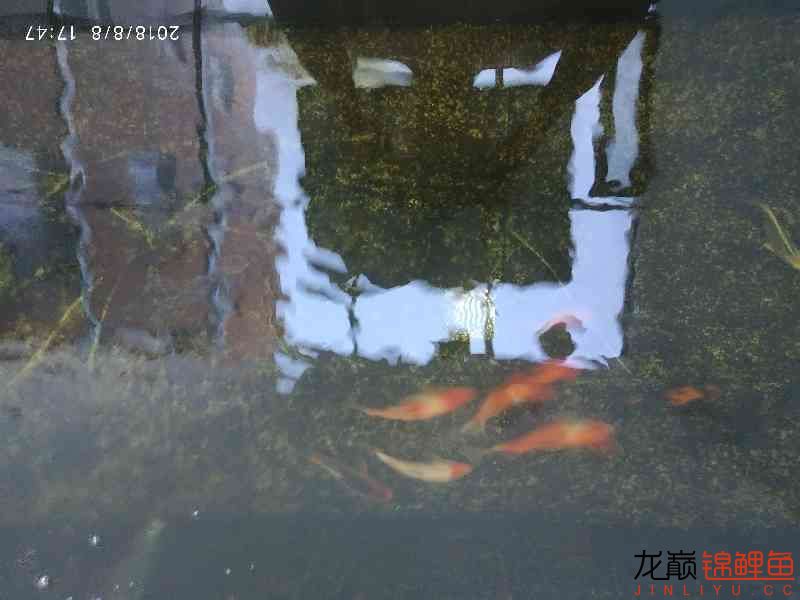 啥魚(yú)一夏天長(zhǎng)不少 紅龍專用魚(yú)糧飼料 第4張