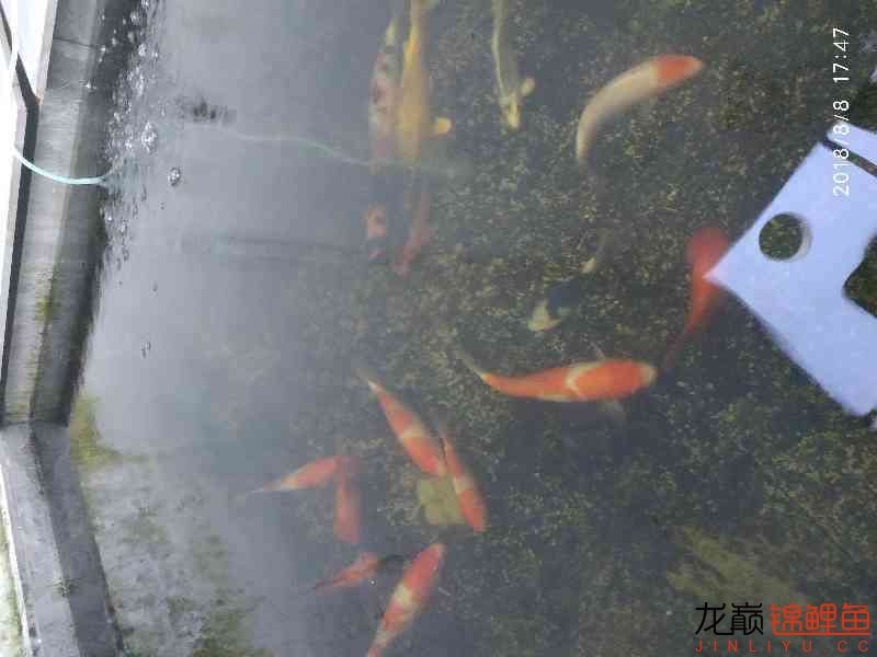 啥魚(yú)一夏天長(zhǎng)不少 紅龍專用魚(yú)糧飼料 第5張