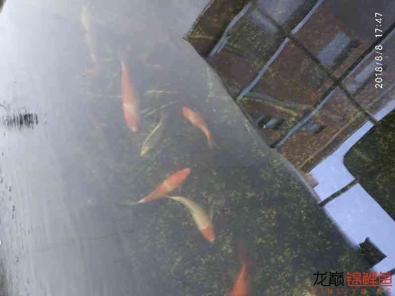 啥魚(yú)一夏天長(zhǎng)不少 紅龍專用魚(yú)糧飼料 第7張