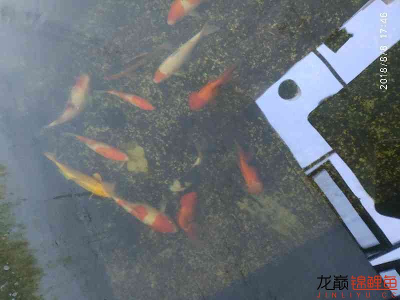 啥魚(yú)一夏天長(zhǎng)不少 紅龍專用魚(yú)糧飼料 第9張