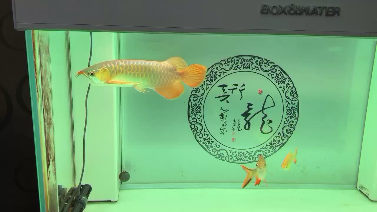 一定要有耐心 馬拉莫寶石魚苗 第1張