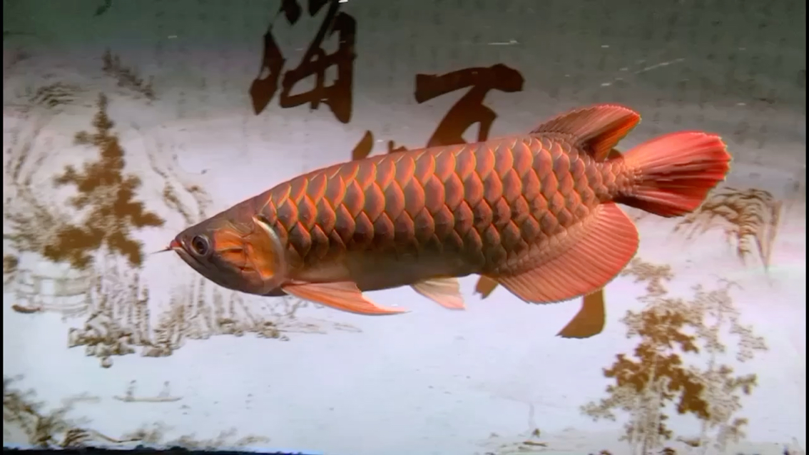 西寧觀賞魚市場(chǎng)養(yǎng)了兩年的紅龍魚