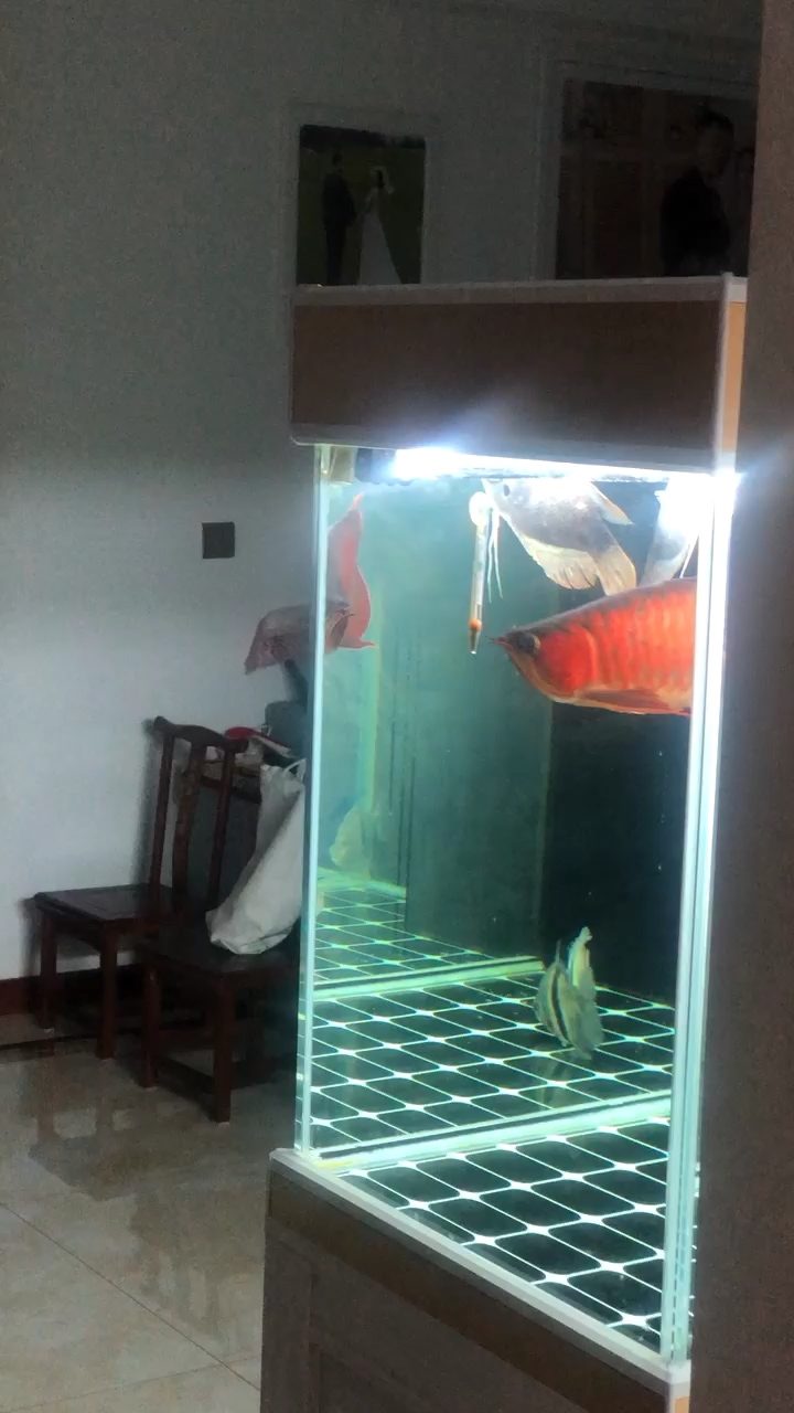 鎮(zhèn)江觀賞魚市場很久沒更新了大家可否想我的龍 觀賞魚市場（混養(yǎng)魚） 第1張