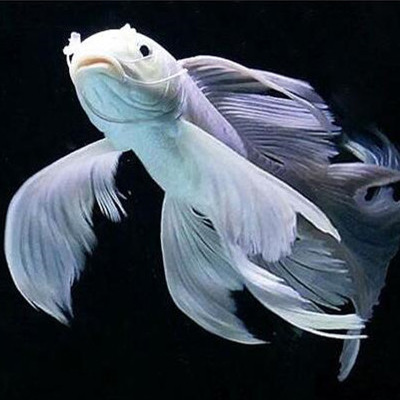 楚雄彝族自治州水族館石頭魚(yú)缸養(yǎng)魚(yú)的問(wèn)題大神進(jìn)來(lái)指導(dǎo)一下 廣州水族器材濾材批發(fā)市場(chǎng) 第3張