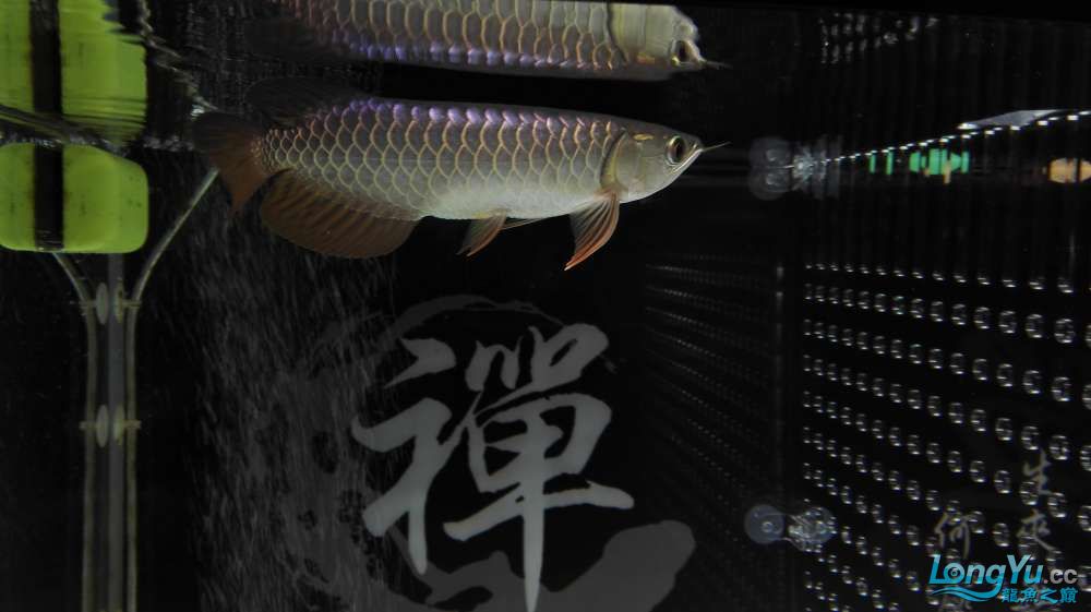 孝感觀賞魚市場收到速宏獎品了 觀賞魚市場（混養(yǎng)魚） 第5張