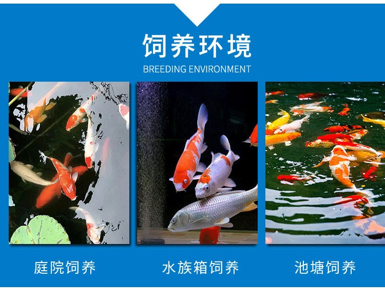 虎魚(yú)受傷該怎么治療求大神指導(dǎo) 虎魚(yú)百科 第2張