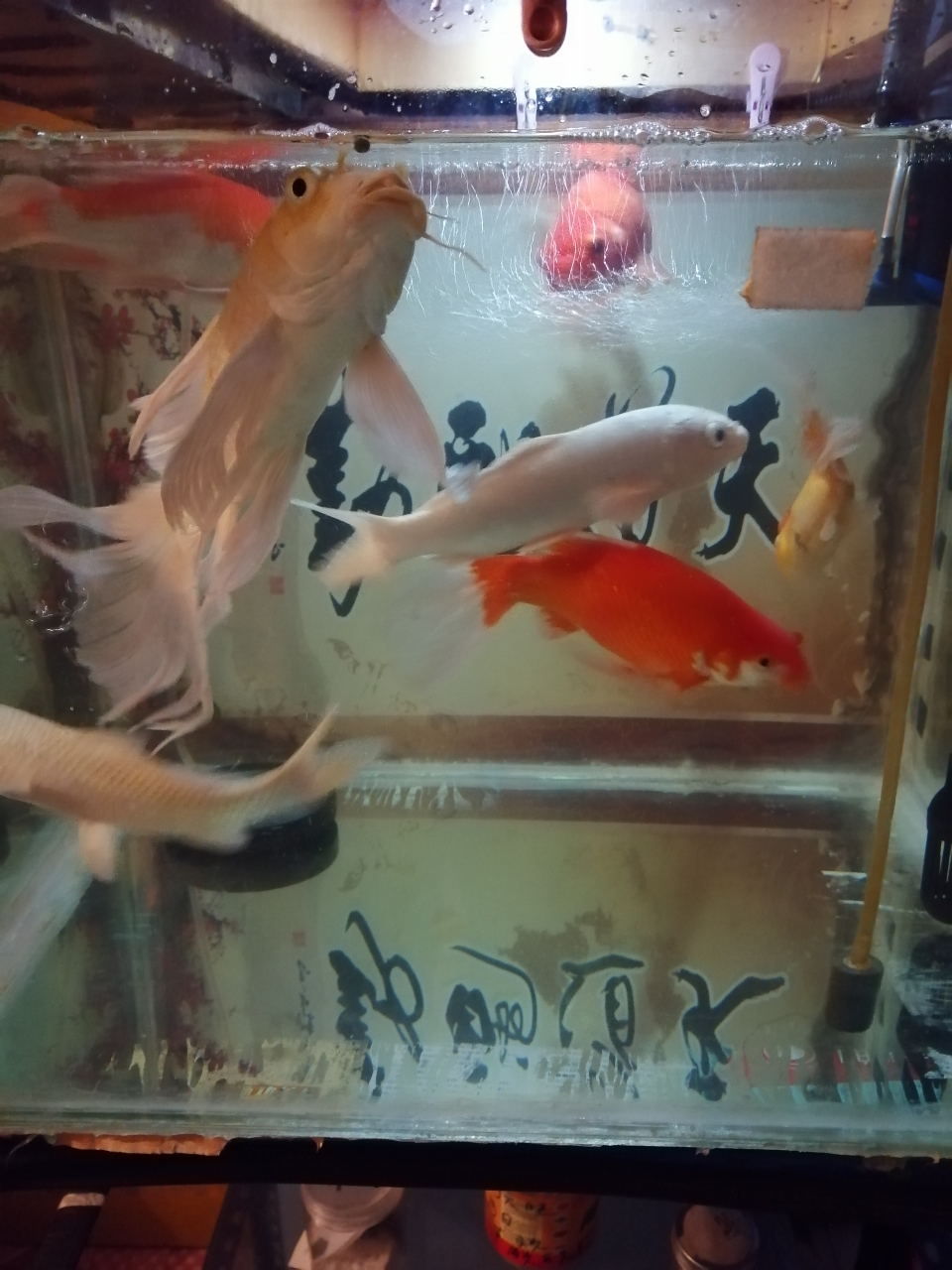 魚缸504540改底過濾缸