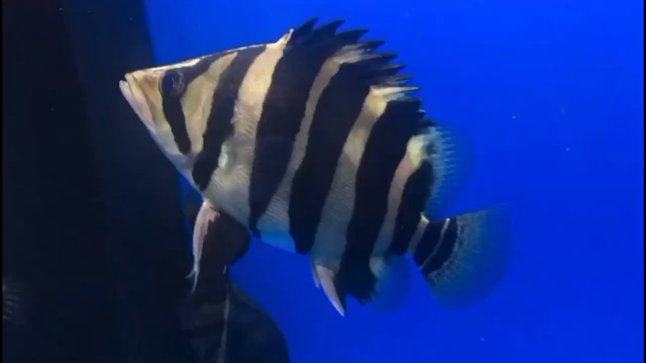 白城水族館小成長中