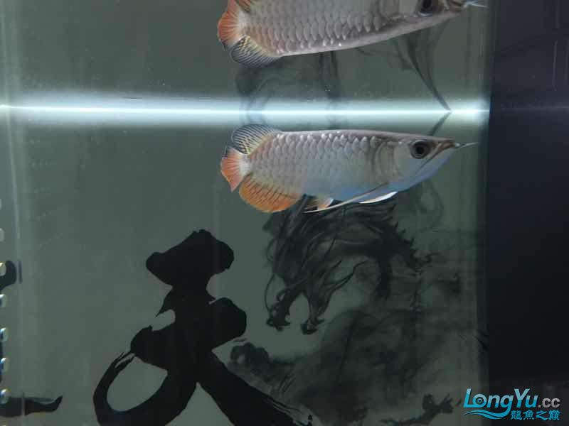 大家?guī)兔υu價一下 球鯊魚 第1張