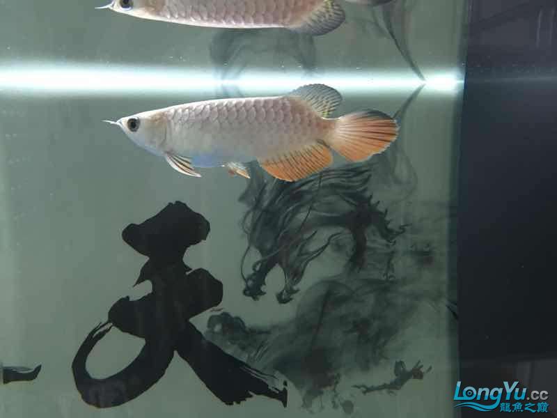 大家?guī)兔υu價一下 球鯊魚 第7張