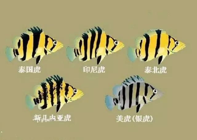 九江水族館虎魚的種類轉(zhuǎn)載