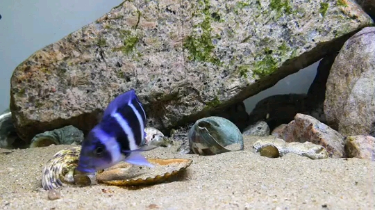 海北藏族自治州水族館我說嘴巴嘟 帝王血鉆魚 第1張