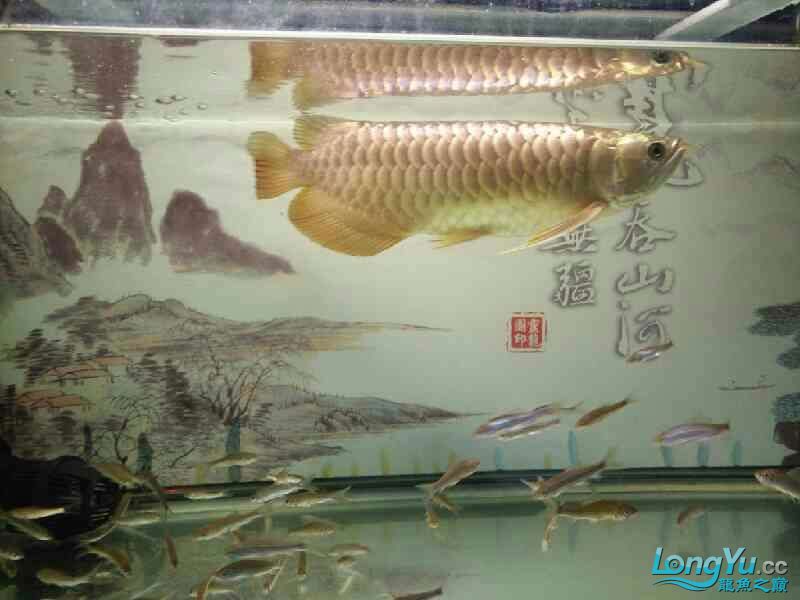 綿陽觀賞魚市場很久沒上來溜一下了