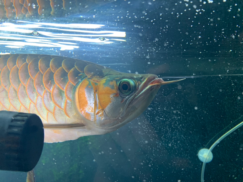 廣州觀賞魚市場紅龍頭型 觀賞魚市場（混養(yǎng)魚） 第1張