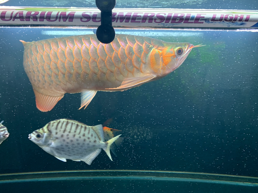 廣州觀賞魚市場紅龍頭型 觀賞魚市場（混養(yǎng)魚） 第2張