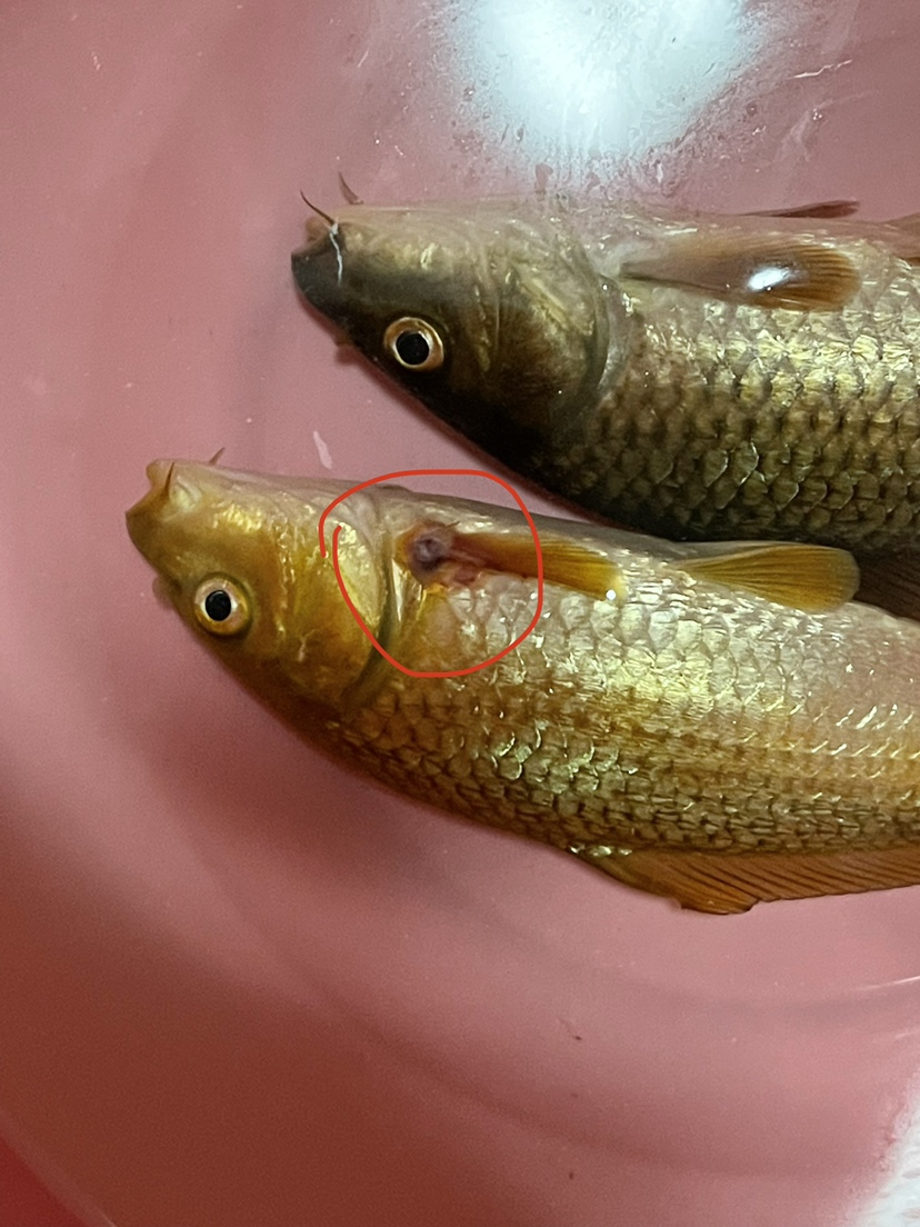 哪位大哥幫忙看看這魚(yú)鰭是什么問(wèn)題謝謝 觀賞魚(yú)魚(yú)苗