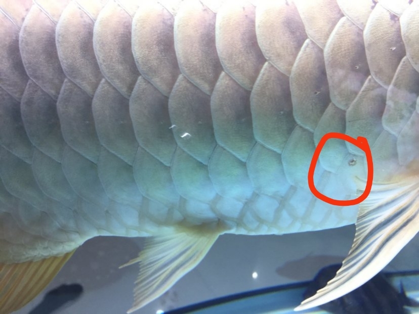 這是不是龍魚(yú)外寄?。?蘇虎 第2張