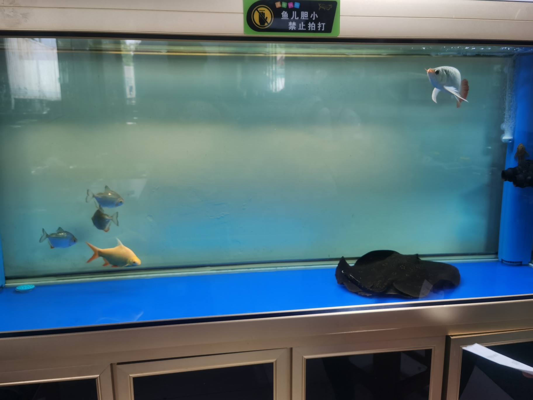 淮南水族館一塊黑抹布 銀河星鉆魚 第6張