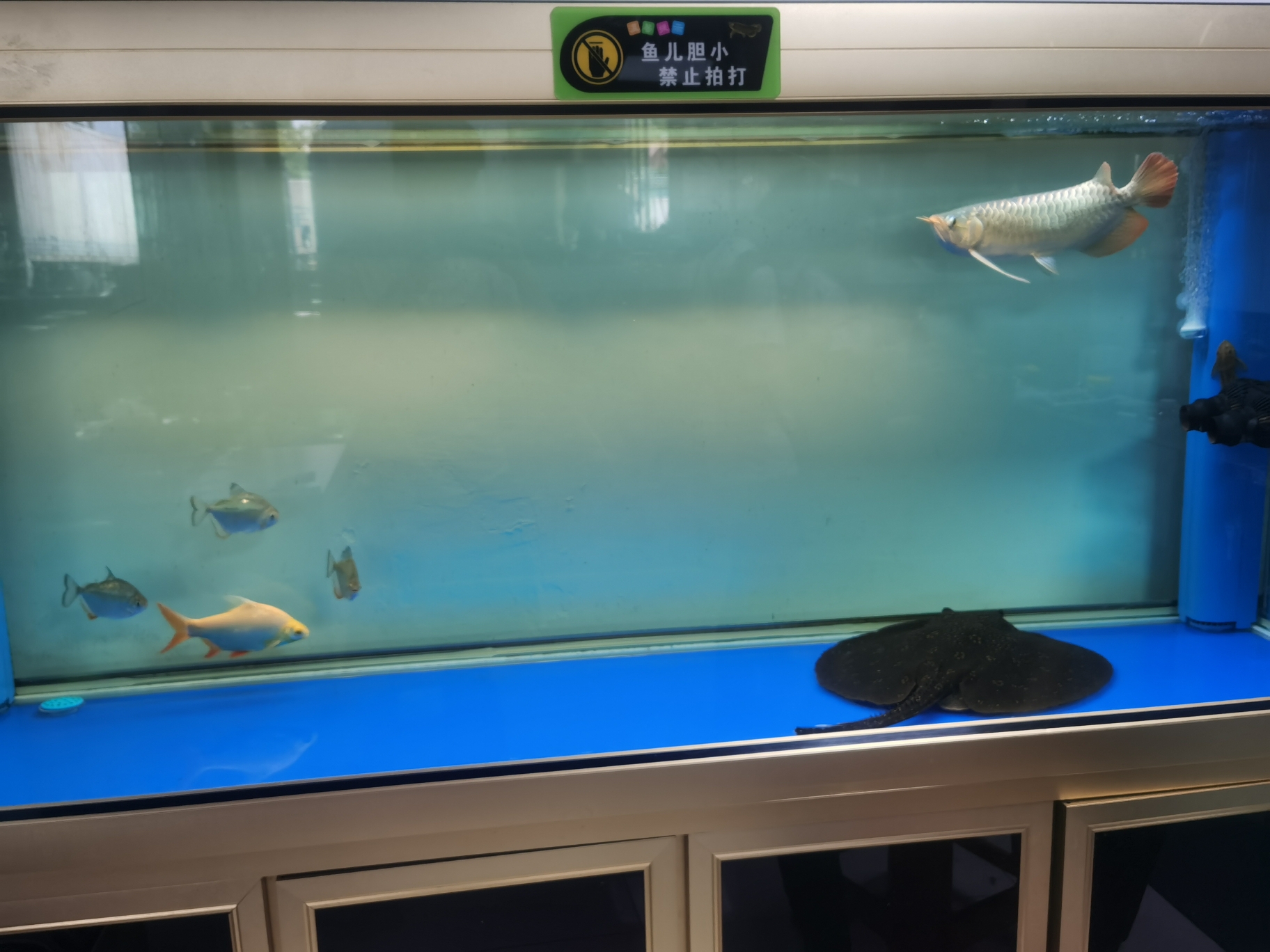 淮南水族館一塊黑抹布 銀河星鉆魚 第7張