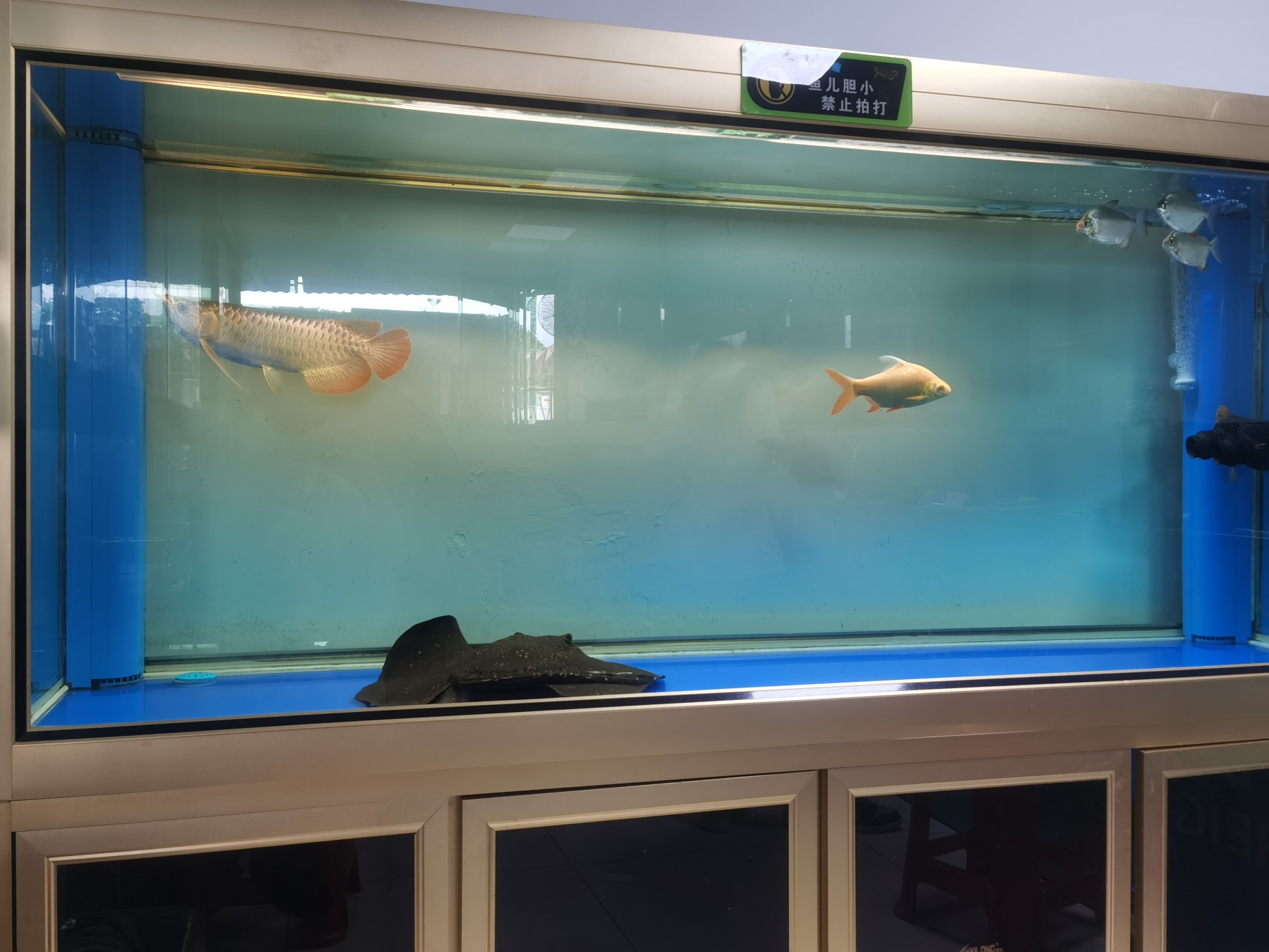 淮南水族館一塊黑抹布 銀河星鉆魚 第9張