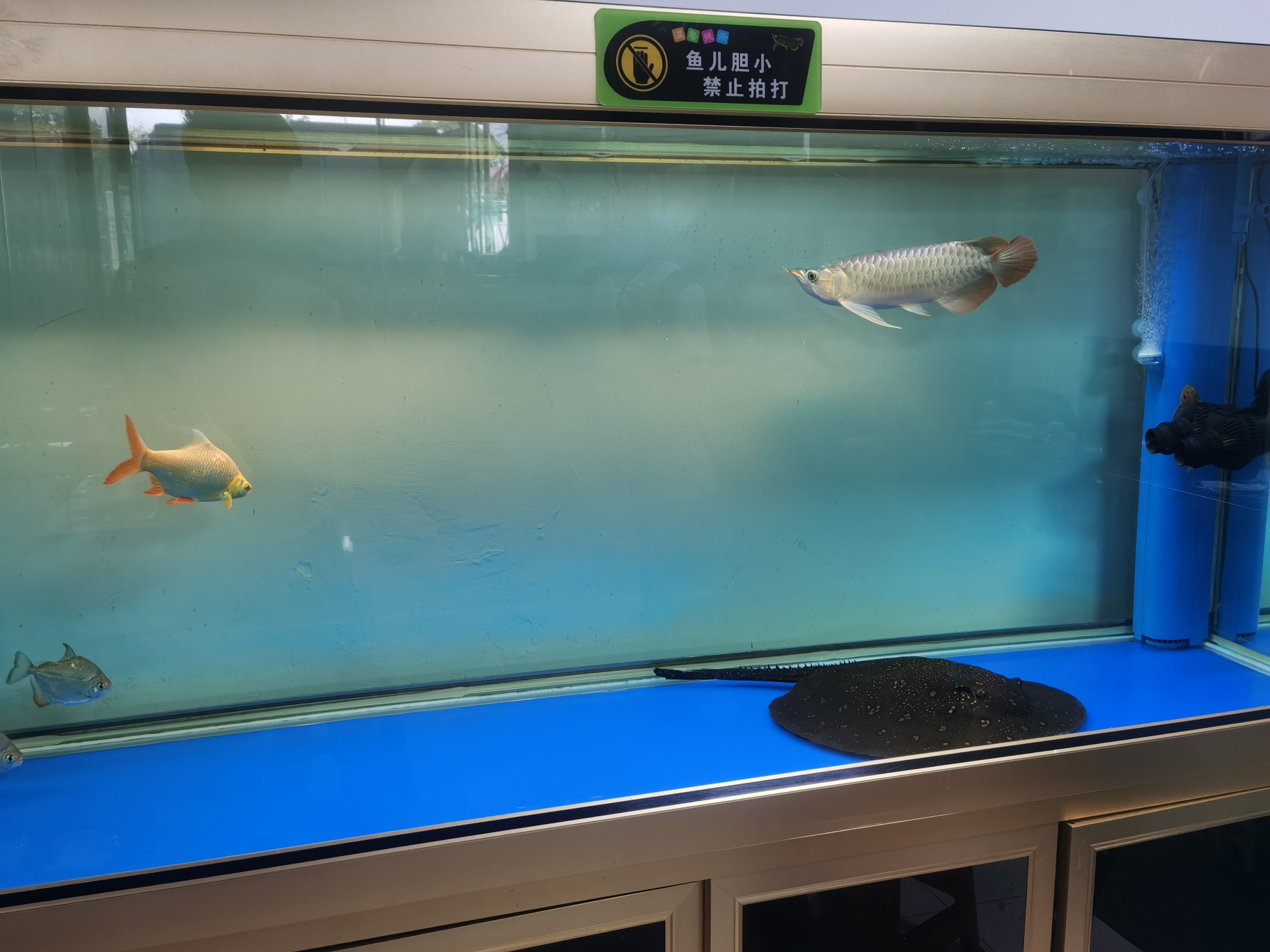 淮南水族館一塊黑抹布 銀河星鉆魚 第8張