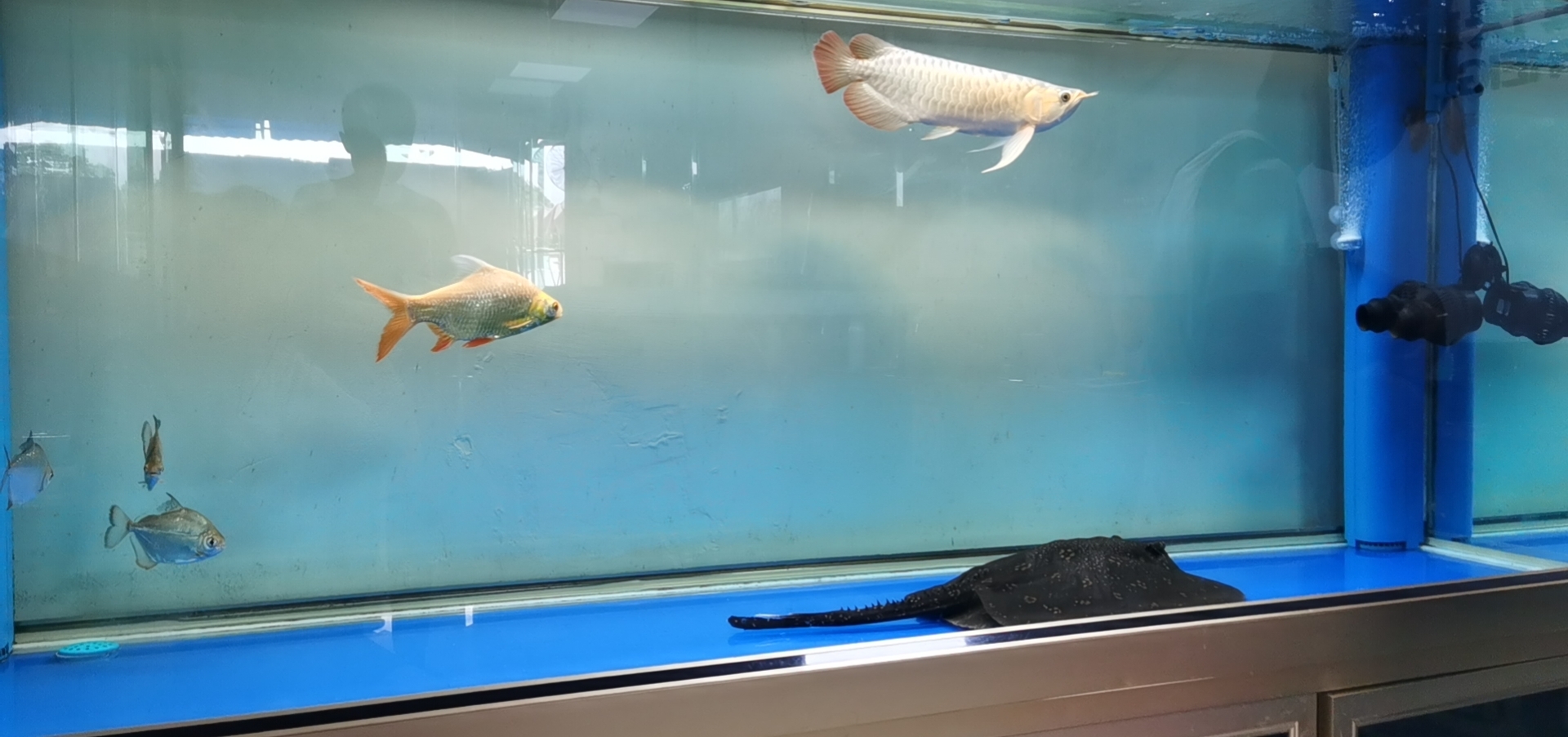 淮南水族館一塊黑抹布 銀河星鉆魚 第10張