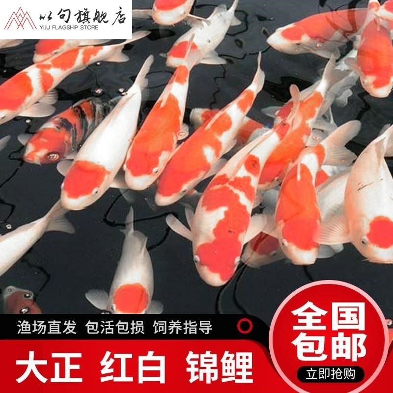 幫助了解這種規(guī)模的情況 女王大帆魚苗 第1張