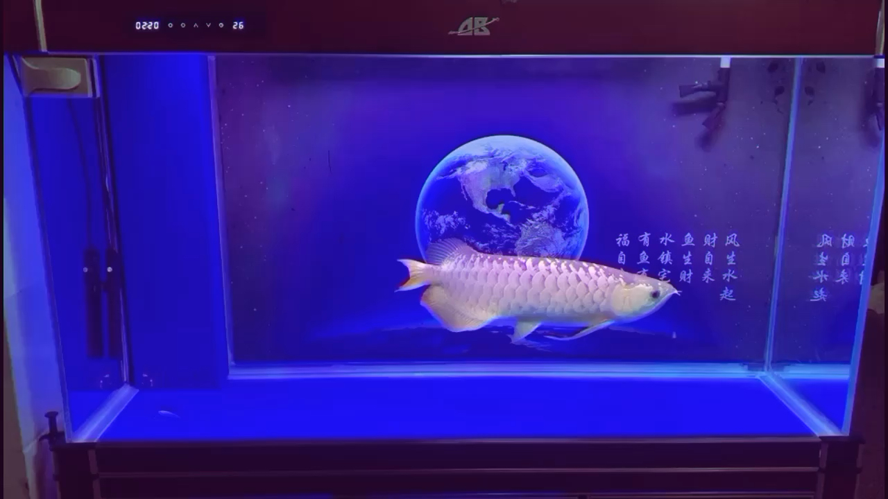 每天都呼呼的叫 水族雜談 第2張