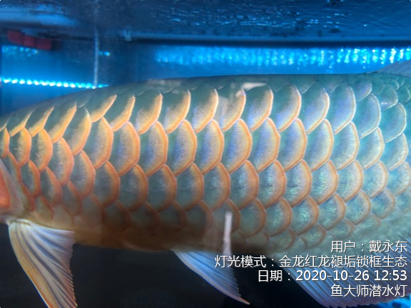 魚大師智能生態(tài)水族燈 狗仔招財貓魚 第2張