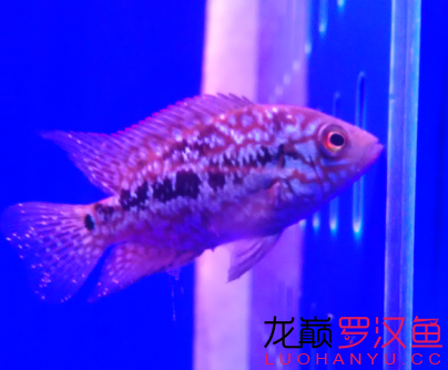 小苗建檔 帝王迷宮魚(yú) 第4張