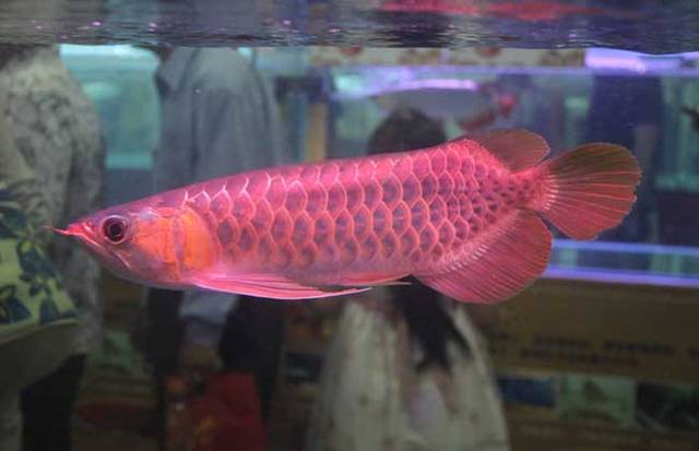 通遼水族館魔門斯卡