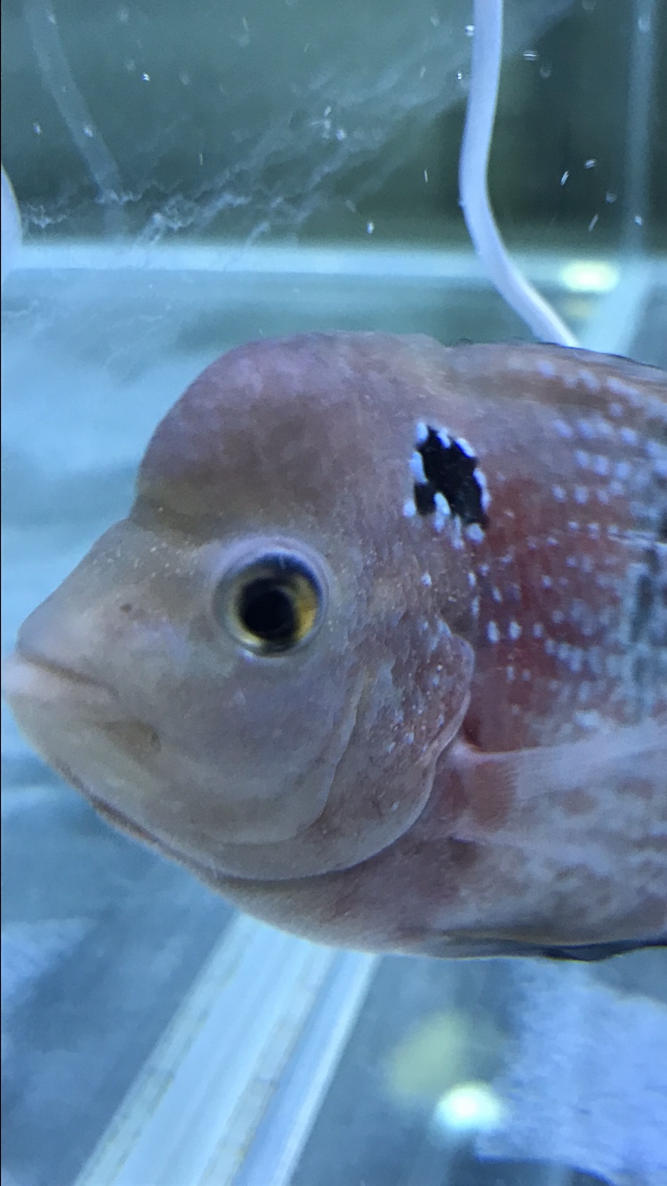 無錫水族館這是白點(diǎn)病還是水霉呢求幫忙 野生埃及神仙魚 第3張