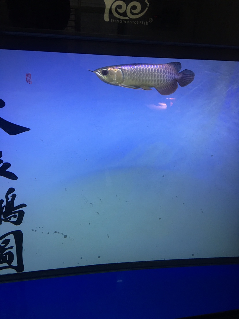 長沙觀賞魚市場這樣是微掉嗎？？ 觀賞魚市場（混養(yǎng)魚） 第2張