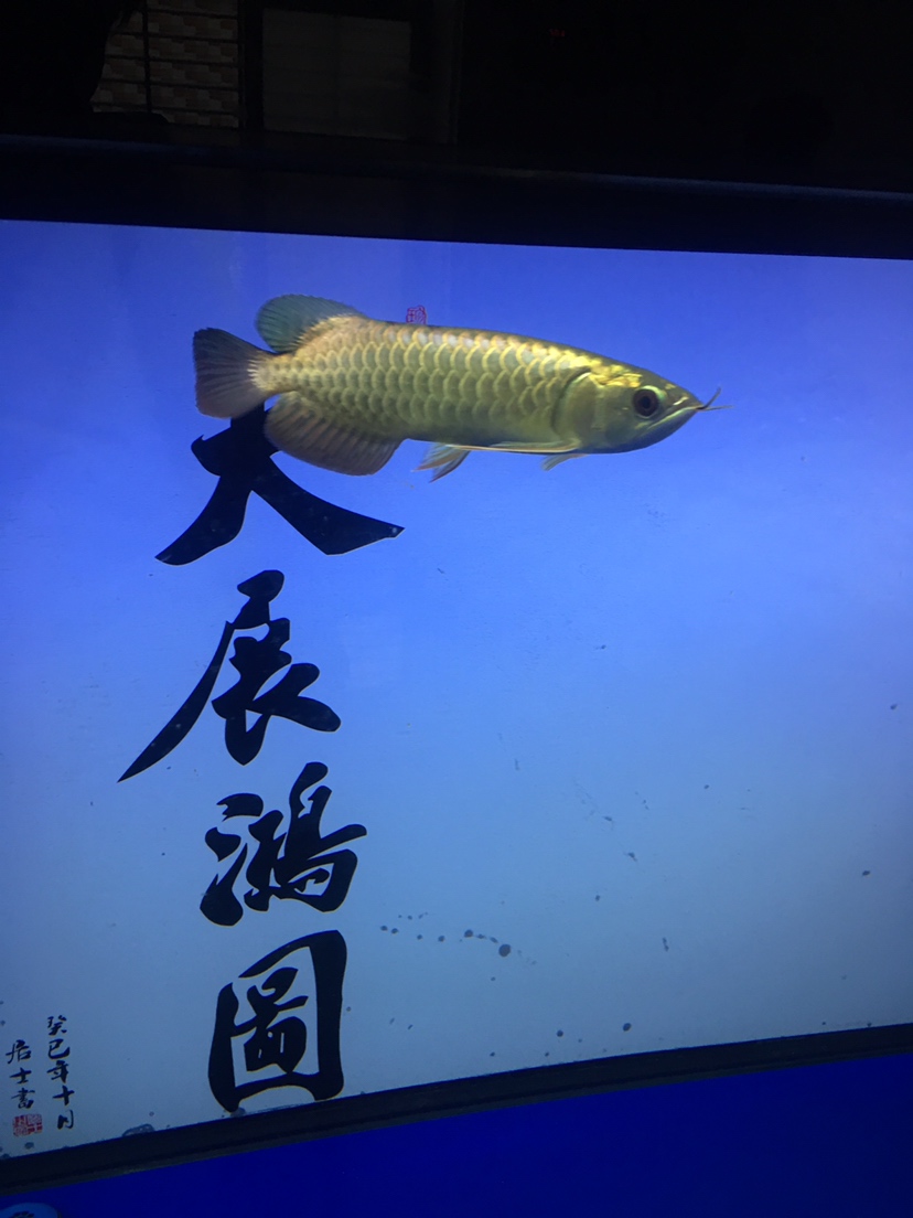 長沙觀賞魚市場這樣是微掉嗎？？ 觀賞魚市場（混養(yǎng)魚） 第5張