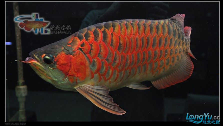 遂寧水族館巴哈姆特●泰坦黑金剛 粗線銀版魚苗 第3張