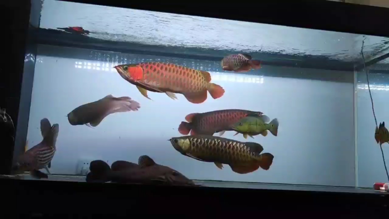 哈爾濱水族館光陰的故事 金頭過背金龍魚 第2張