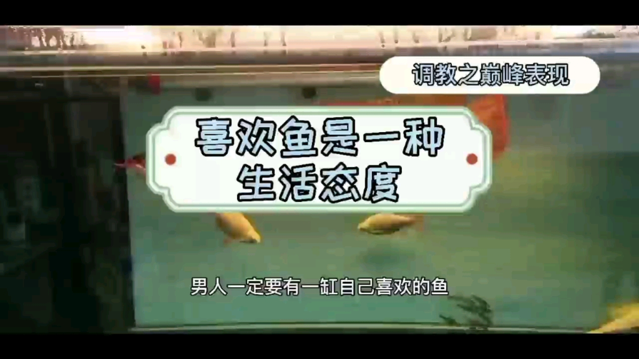 六盤(pán)水水族館珠海好友的養(yǎng)魚(yú)之路 白子關(guān)刀魚(yú)苗 第2張