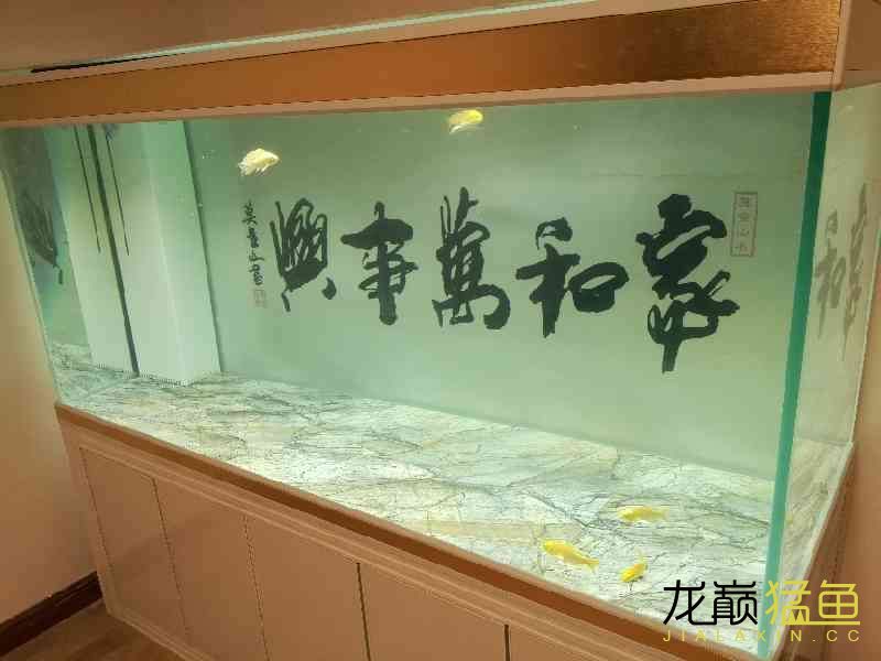 南通水族館十年養(yǎng)魚路新的起點 純血皇冠黑白魟魚 第4張