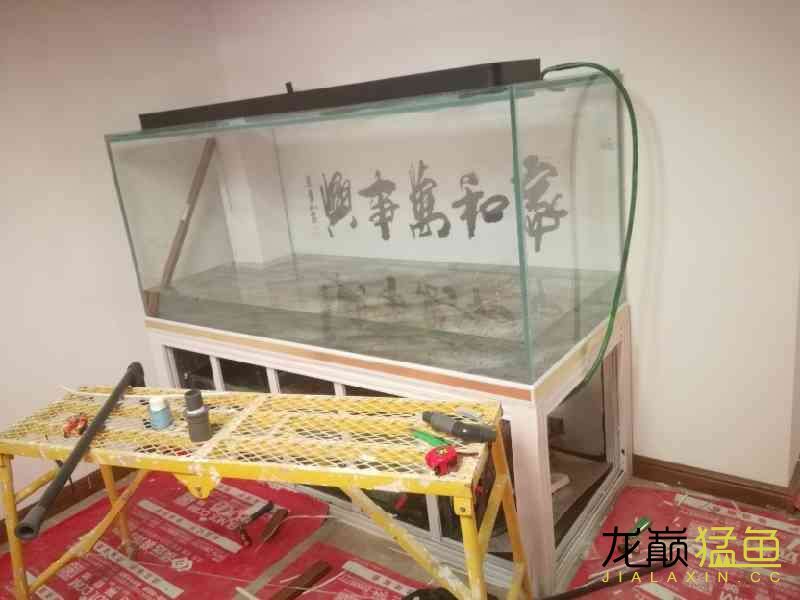 南通水族館十年養(yǎng)魚路新的起點 純血皇冠黑白魟魚 第2張