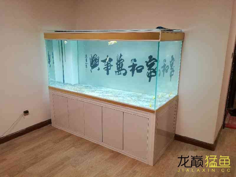 南通水族館十年養(yǎng)魚路新的起點 純血皇冠黑白魟魚 第7張